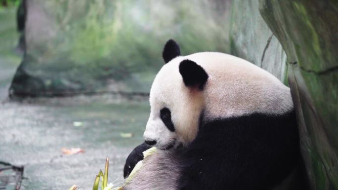国宝大熊猫吃竹子升格慢放合集