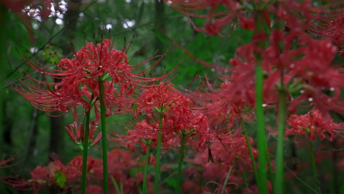 彼岸花 曼珠沙华4K