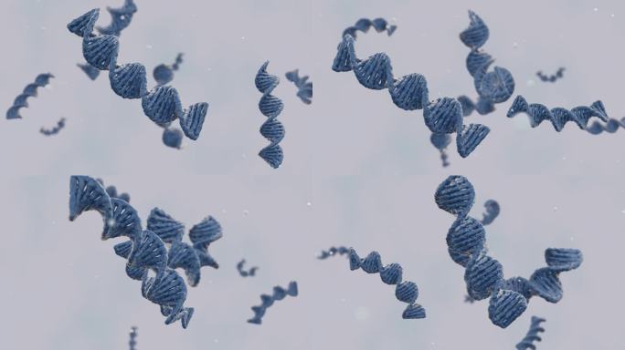 一个旋转和旋转的DNA螺旋分散在3D动画中