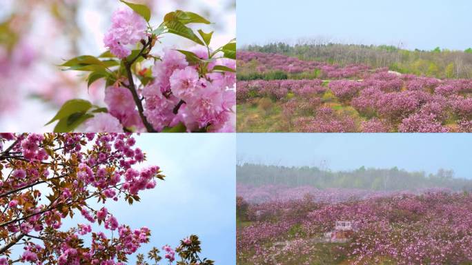 航拍樱花