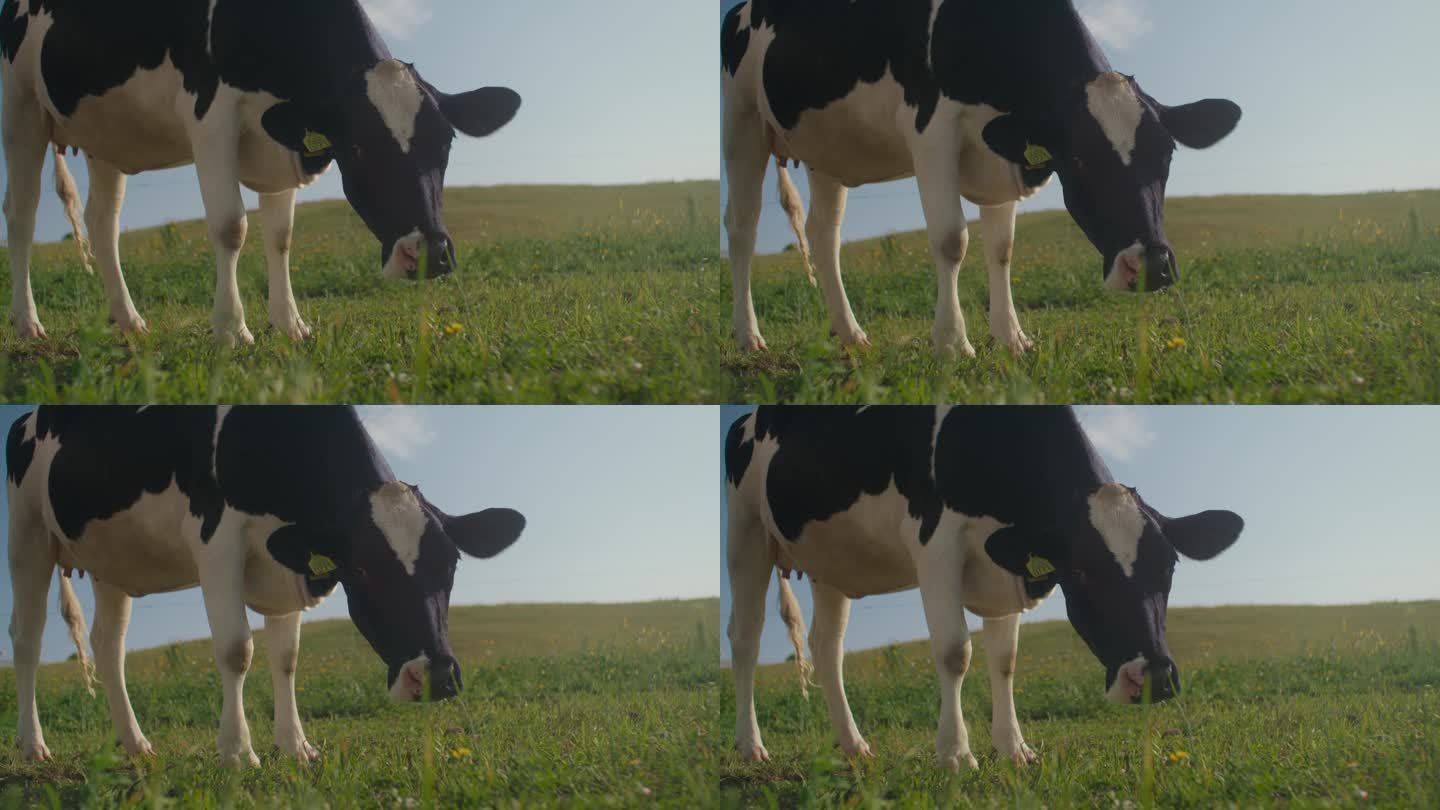 牛的特写牛吃草草原牧场进口奶源