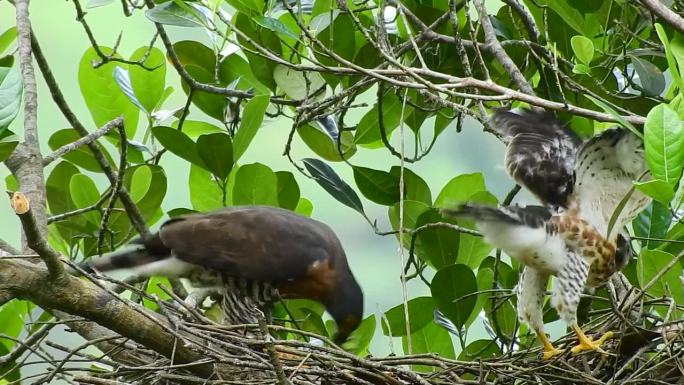 一只母凤头苍鹰教她的孩子们如何在用一堆干树枝搭成的巢里吃变色龙肉