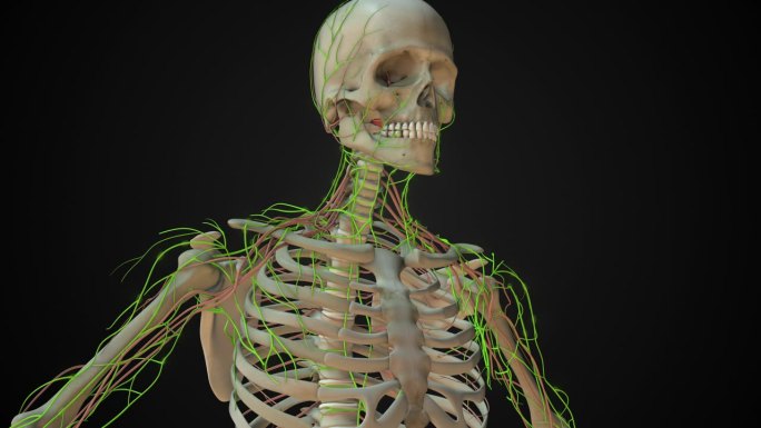 人体淋巴系统的淋巴结解剖
