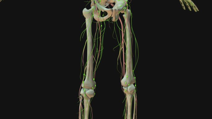 人体淋巴系统解剖动画