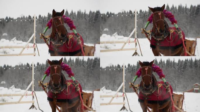 冬天套着马具的马呼出蒸汽。防霜冻和假日装备。节日庆典用的雪橇。一场罕见的雪正在下