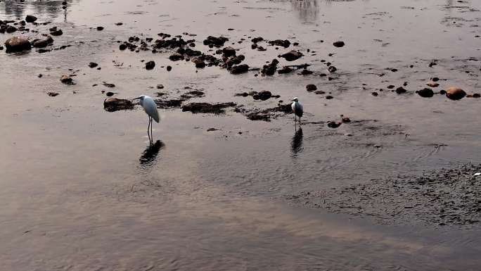 邛崃清澈的河里面的白鹭