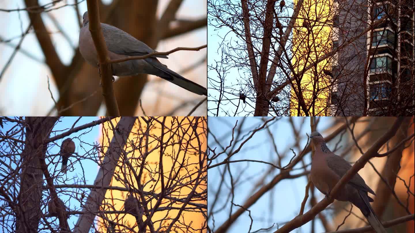 光厂 斑鸠 鸟 冬季1