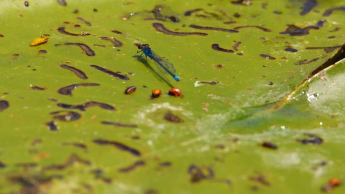 睡莲叶子上常见的蓝色豆娘和其他昆虫的特写