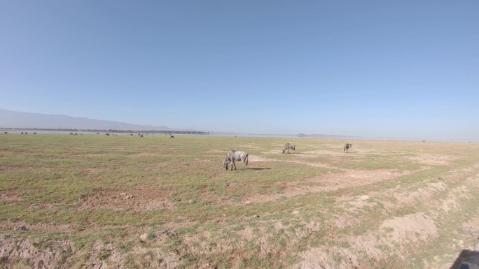 牛羚在肯尼亚安博塞利大草原水源附近的草地上吃草