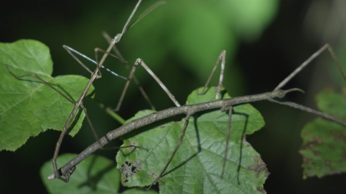 野生昆虫-竹节虫