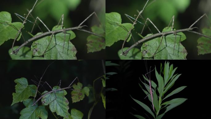 野生昆虫-竹节虫