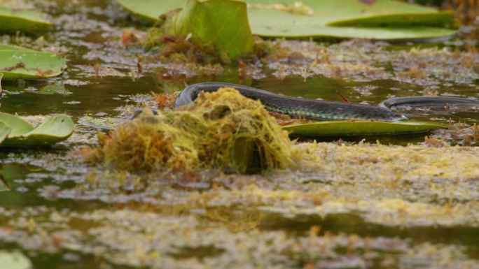 一条草蛇在树叶之间的池塘里游泳的自然镜头