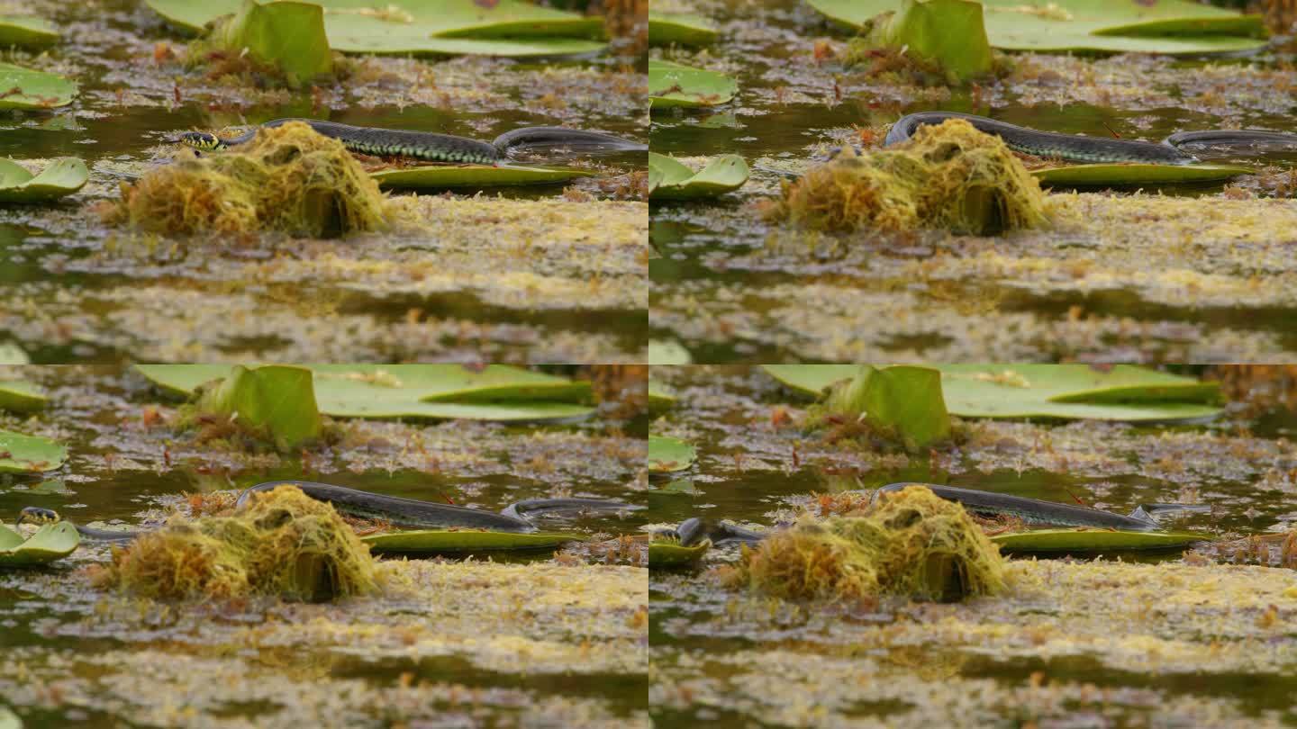 一条草蛇在树叶之间的池塘里游泳的自然镜头