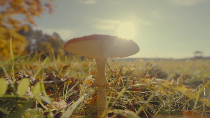 红蘑菇生长在草地上