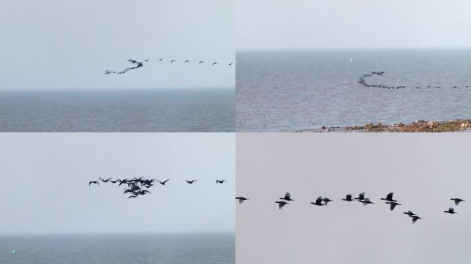 冬天湖面飞过的雁群 之一