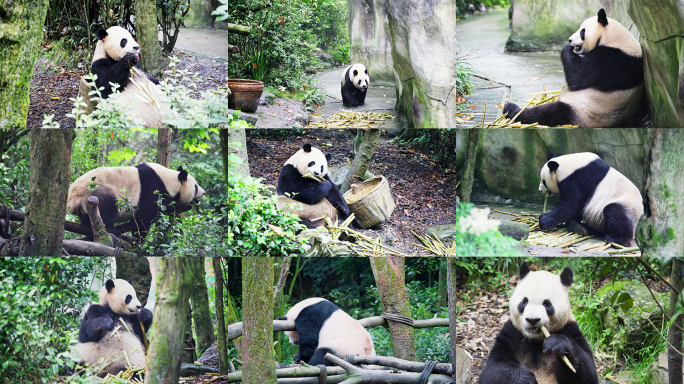国宝大熊猫4k合集