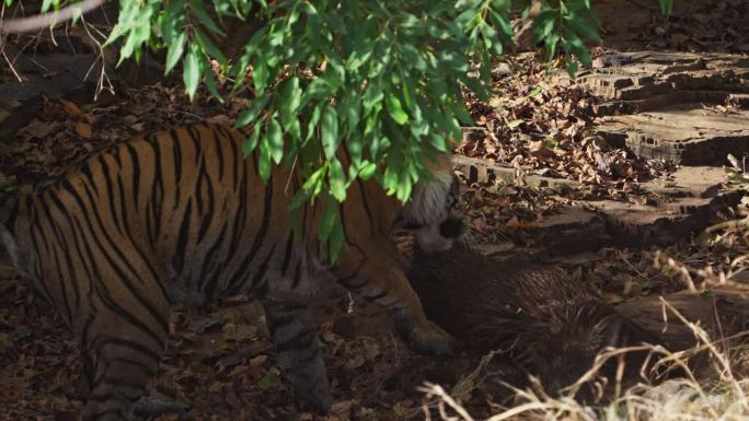 一只野生皇家孟加拉雌虎正在吃野猪的猎物