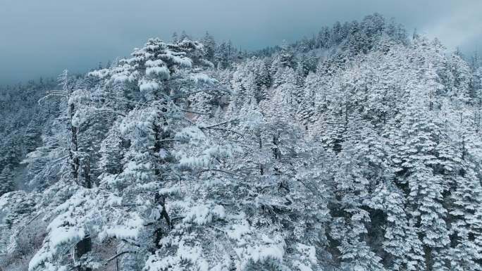 雪松 雪域森林 冰雪森林