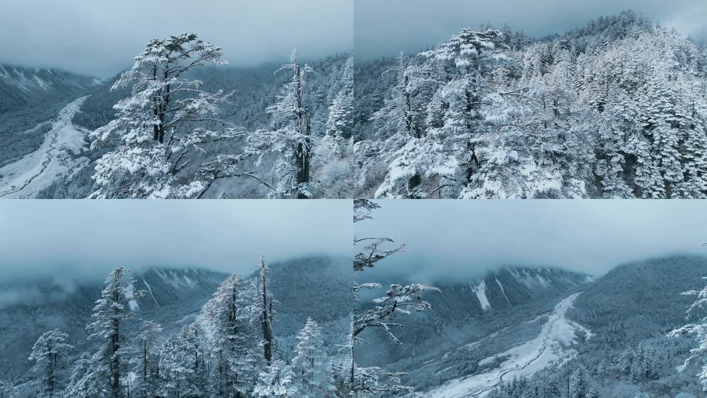 雪松 雪域森林 冰雪森林