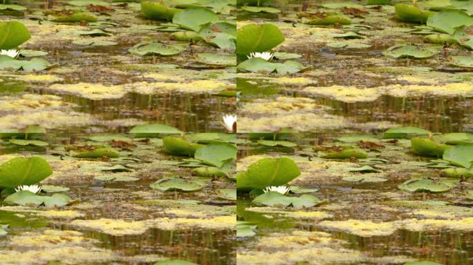 草蛇在池塘里的白色睡莲之间游来游去