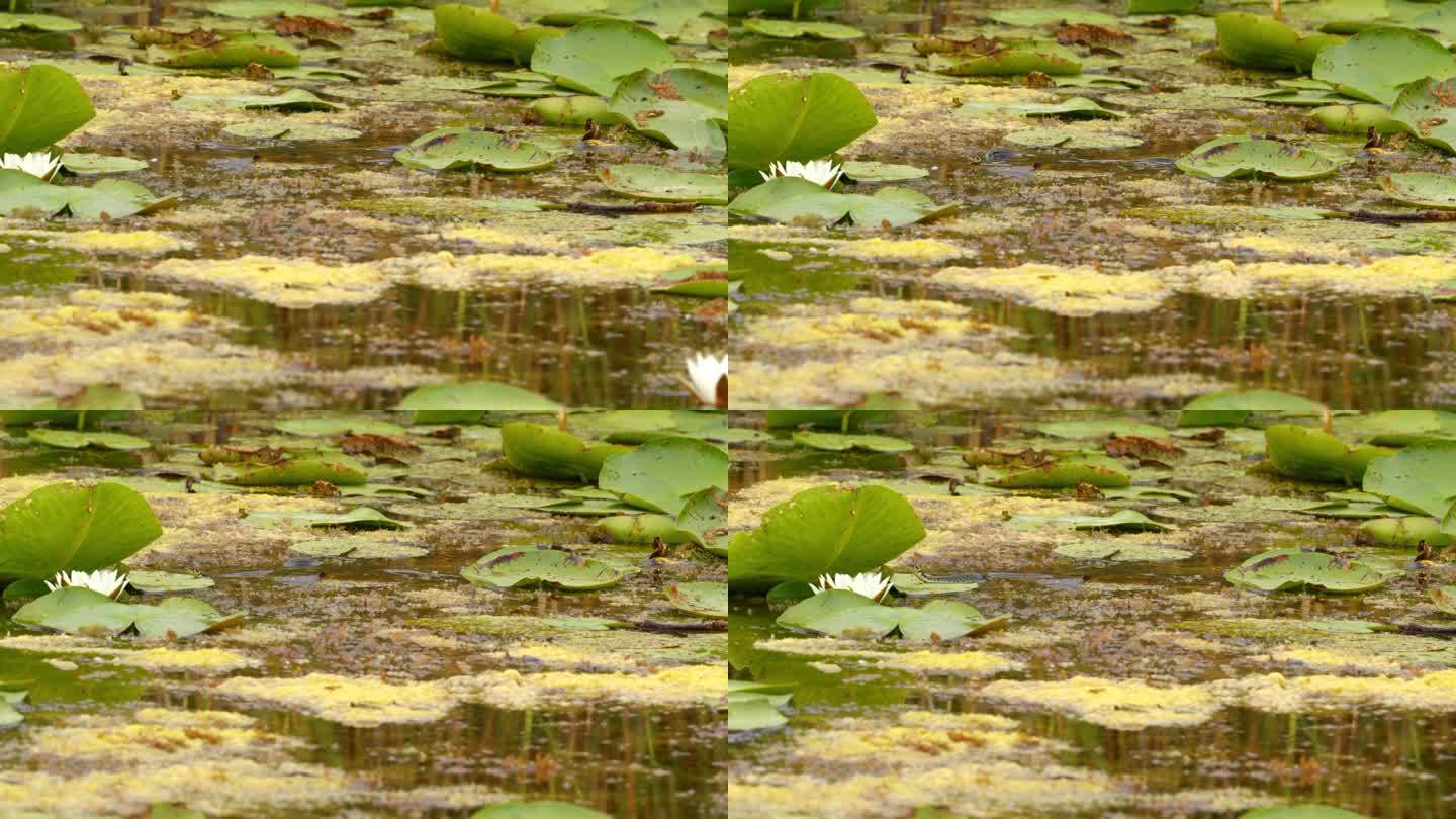 草蛇在池塘里的白色睡莲之间游来游去