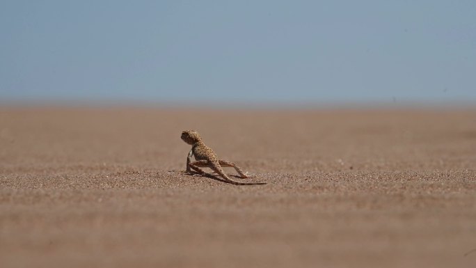 沙漠小动物沙蜥蜴