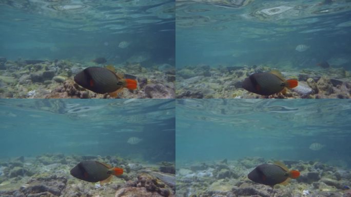 橙色条纹的扳机鱼在马尔代夫的海里游泳
