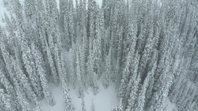 电影航拍科罗拉多冬春深粉雪雪覆盖树木洛夫兰滑雪胜地艾森豪威尔隧道库恩山偏远地区70沉重的大陆分水岭落