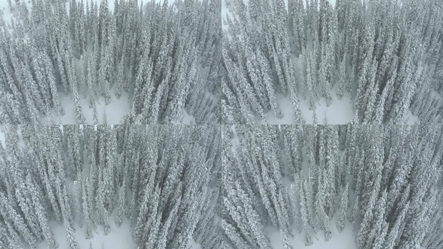 电影航拍科罗拉多冬春深粉雪雪覆盖树木洛夫兰滑雪胜地艾森豪威尔隧道库恩山偏远地区70沉重的大陆分水岭落