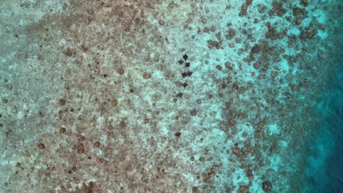 壮丽的鳐鱼之歌——马尔代夫——印度洋:从高处放大，展示珊瑚礁