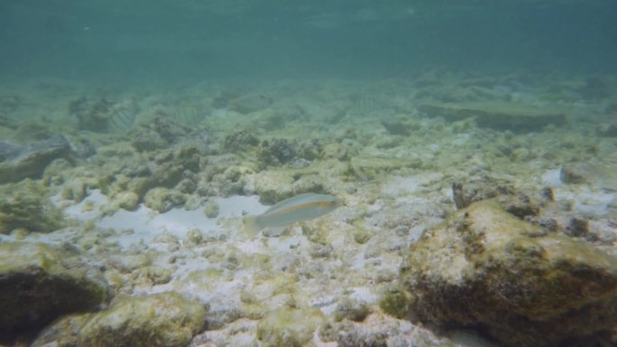 鱼在马尔代夫的海里游泳