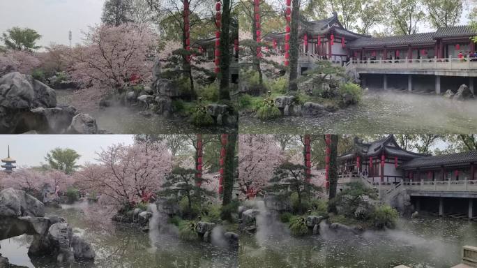 武汉东湖樱花园风景池塘景观