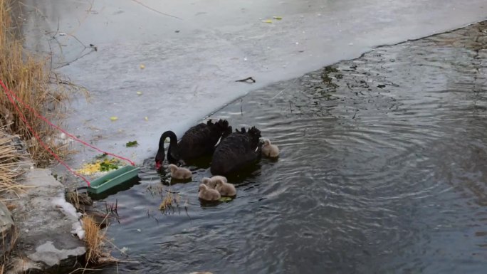 黑天鹅和新生天鹅在湖中进食的视频