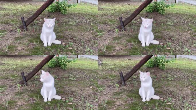 4K原创 雪白的小猫