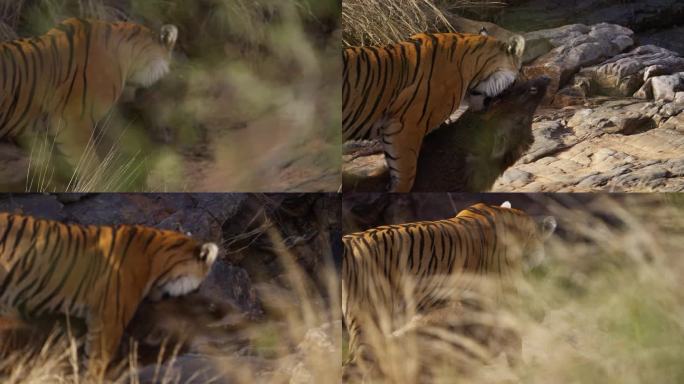 一只野生皇家孟加拉雌虎或底格里斯虎正在追捕野猪并拖着猎物