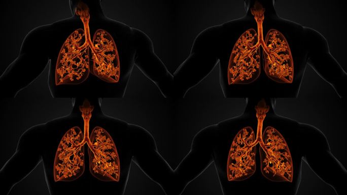 肺和呼吸系统解剖结构