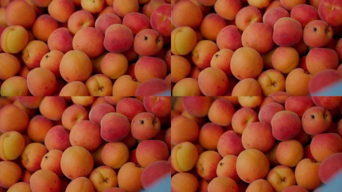 大自然丰富的多汁核果，充满了花蜜和潜力，以桃子、油桃和杏子的形式向我们招手，让我们感到多汁的满足，这