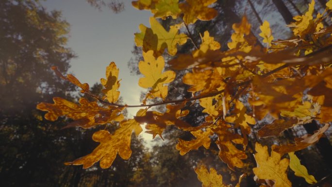 阳光穿过橡树的叶子。秋天