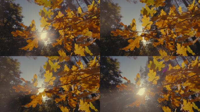 阳光穿过橡树的叶子。秋天