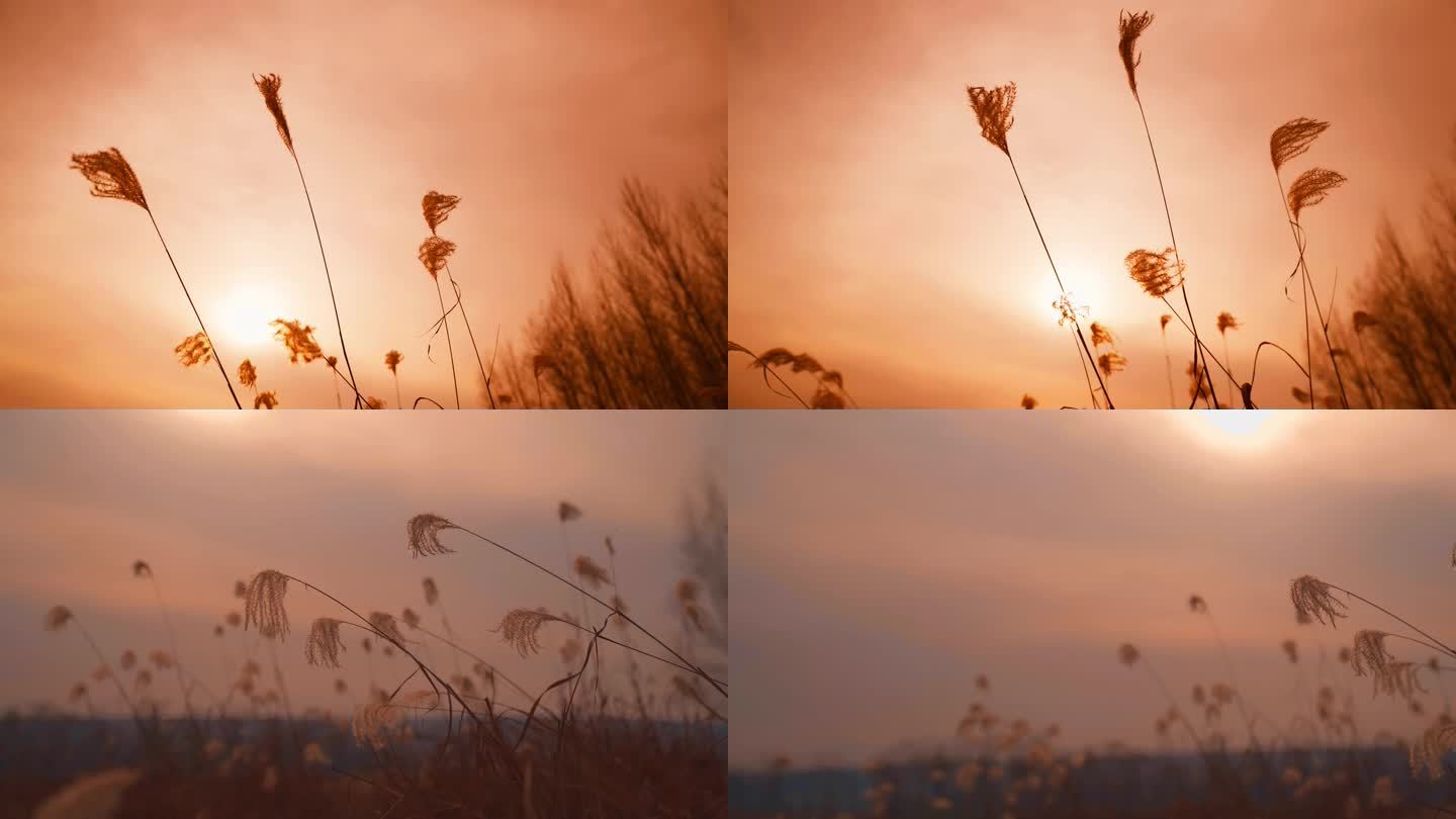 芦苇草丛黄昏日落