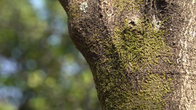 蚂蚁在有苔藓的树干的素材空境
