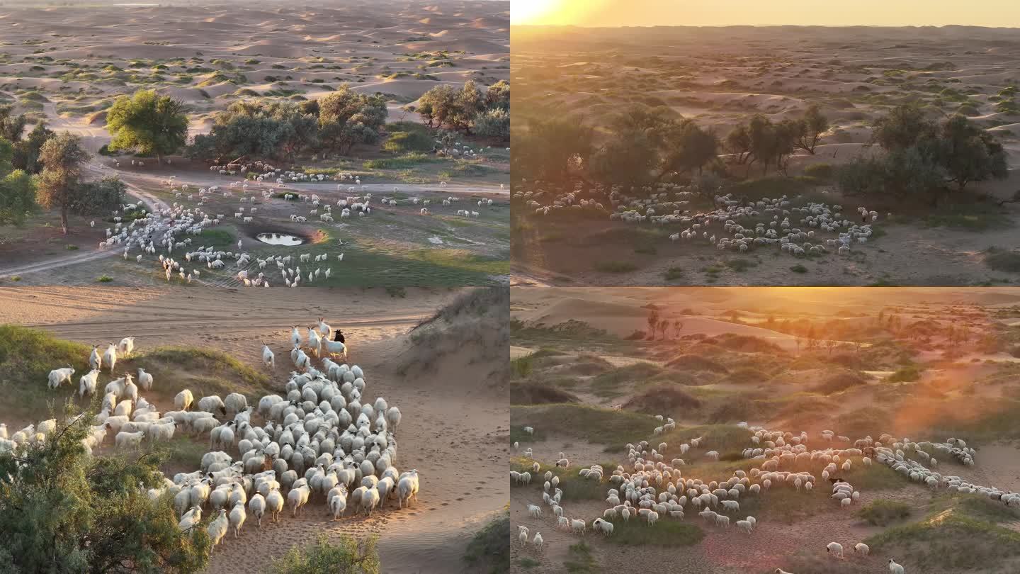 日落时沙漠绿洲上的羊群
