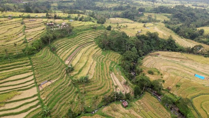 空中拍摄的成熟的Jatiluwih稻田，长长的植物被弄乱了