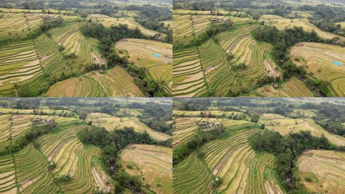 空中拍摄的成熟的Jatiluwih稻田，长长的植物被弄乱了