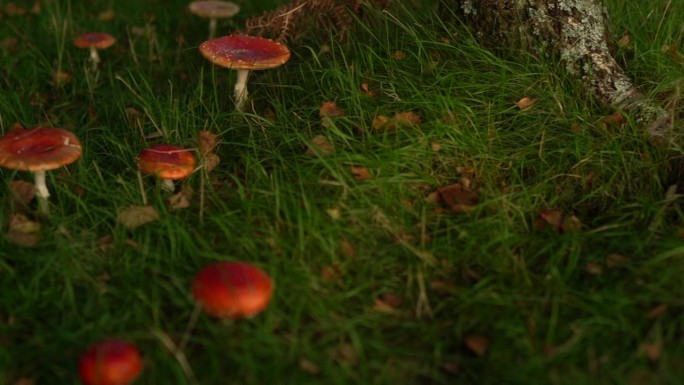 秋天草地上的红色毒蕈