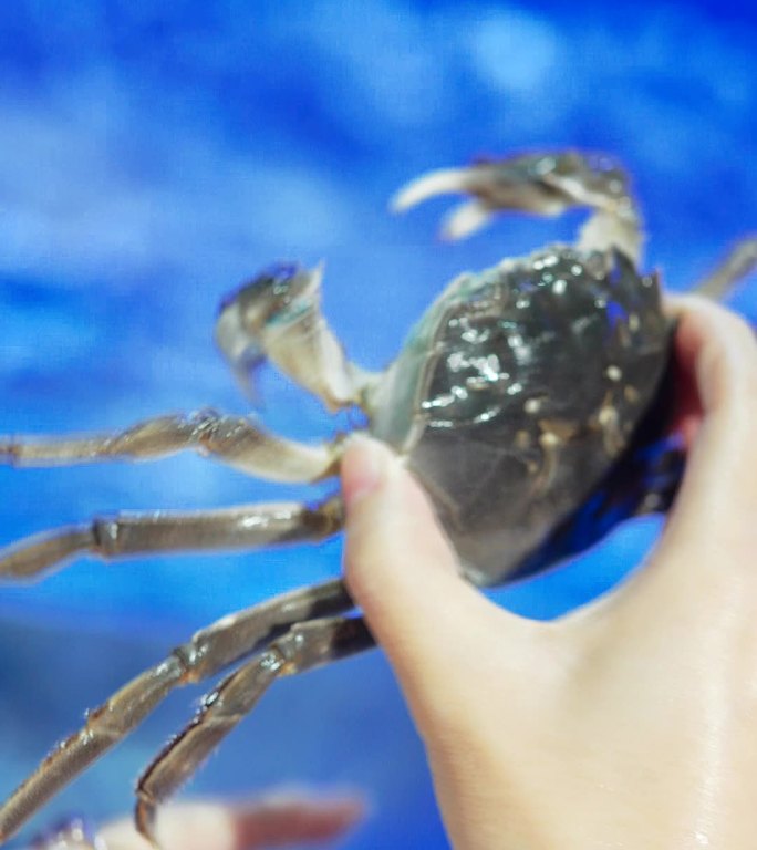 手里的大闸蟹视频素材背景