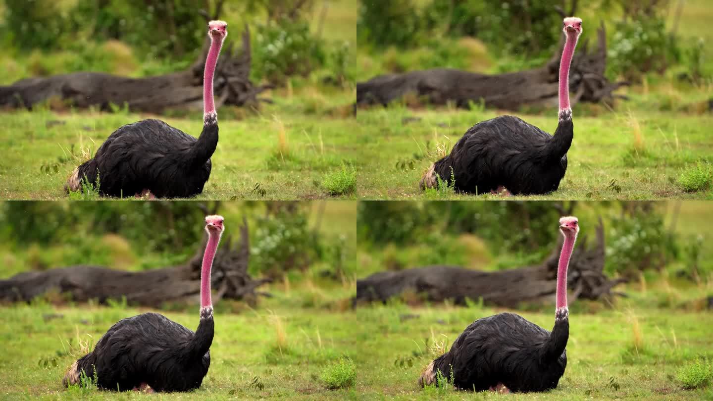 一只黑色的普通鸵鸟鸟在森林的草地上休息的特写镜头。一只黑色的普通鸵鸟鸟在森林里独自休息的史诗般的镜头