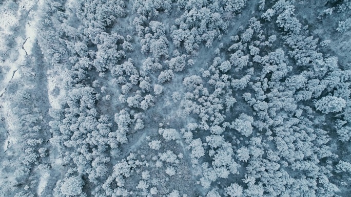 唯美森林雪景 雪松雾松 航拍冰雪森林