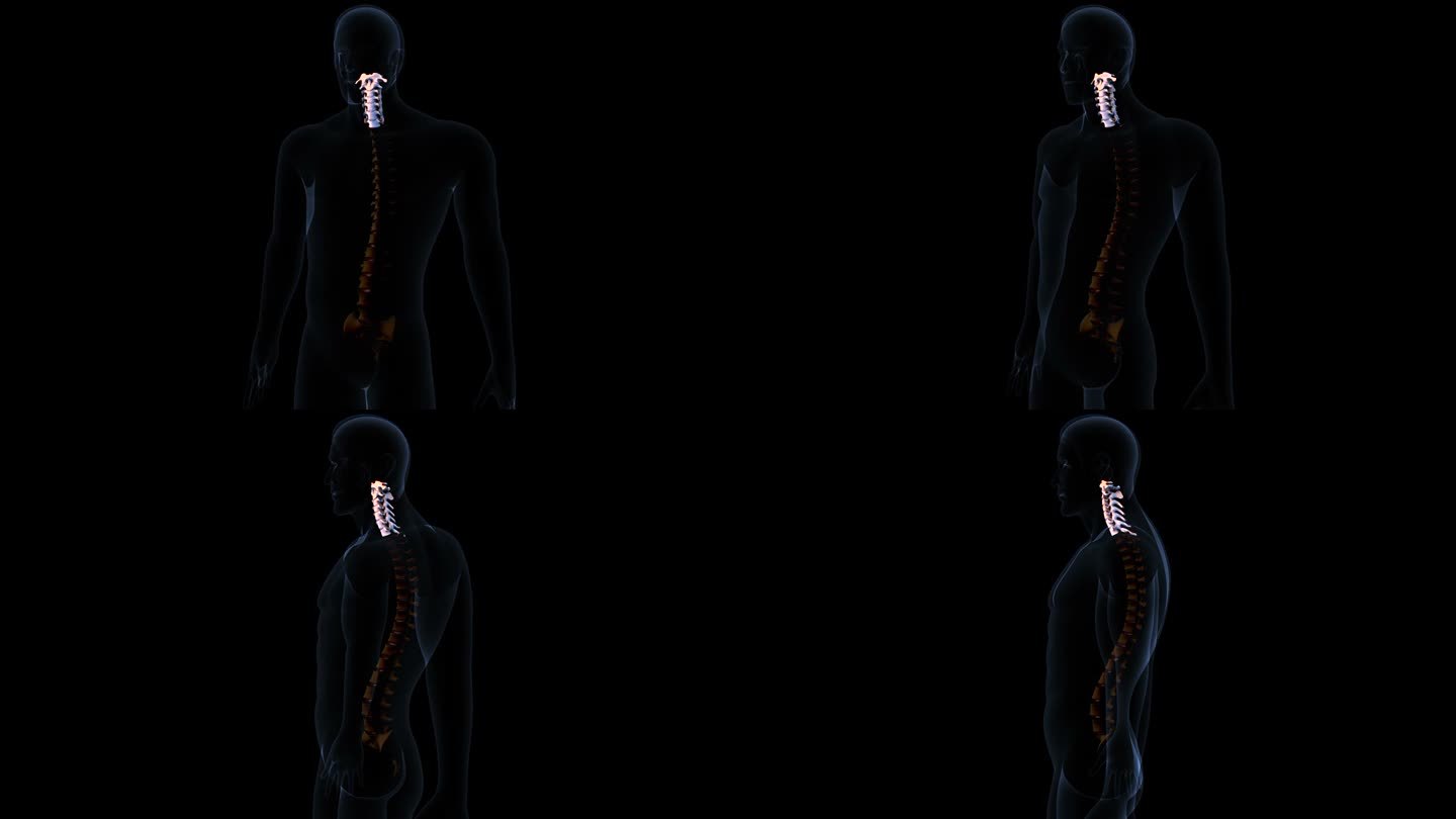 人体脊柱解剖学。三维演示