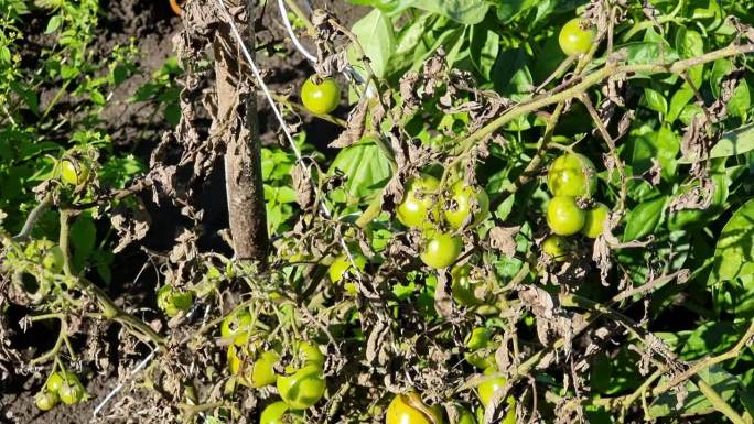 在田地里，绿番茄在枯叶干茎的病灌木上成熟。特写镜头。农业。